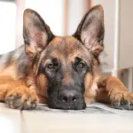 Come curare il pelo del pastore tedesco