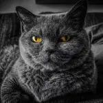 Cosa sapere prima di accogliere un gatto in casa