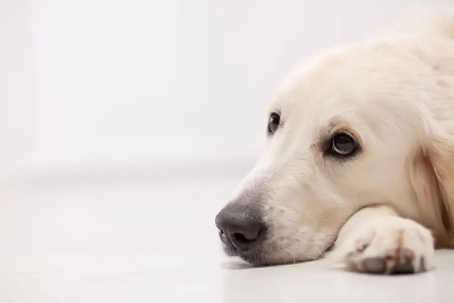 La morte degli animali domestici oggi