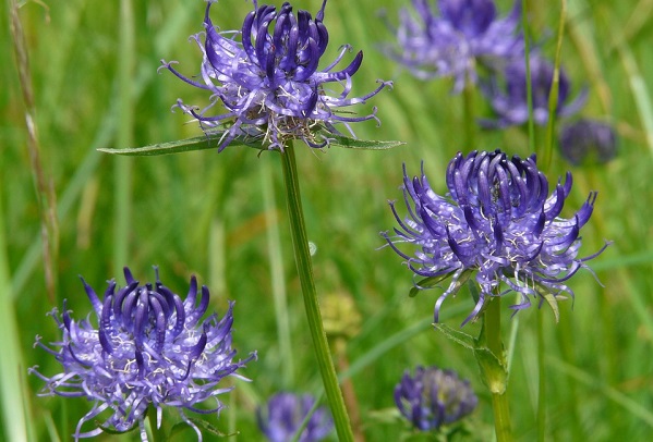 Artiglio del diavolo per alcune forme di artriti