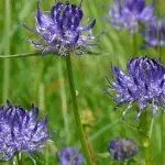 Artiglio del diavolo per alcune forme di artriti