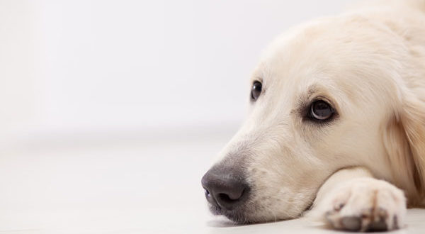 morte animali domestici