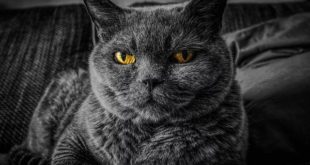 gatto