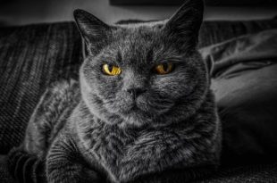 gatto