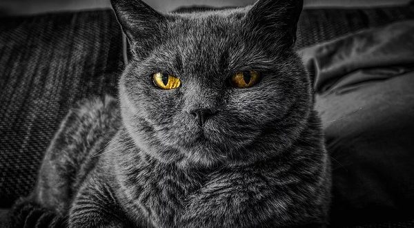 gatto