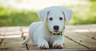 cane