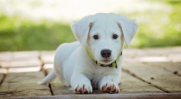 cane